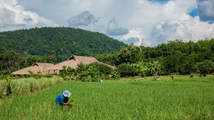 שדות אורז בצפון תאילנד